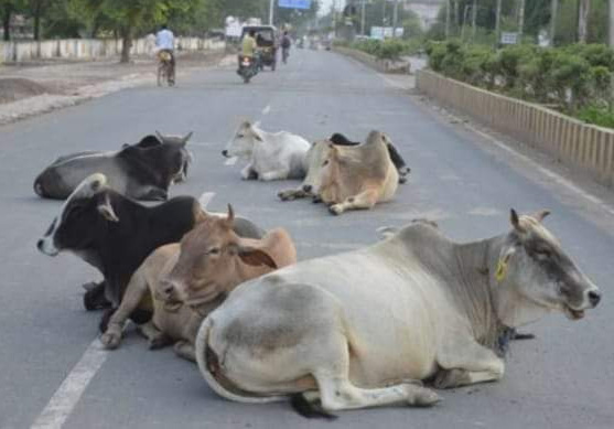 Bilaspur road condition, gathering of cattle, PIL, High Court comment