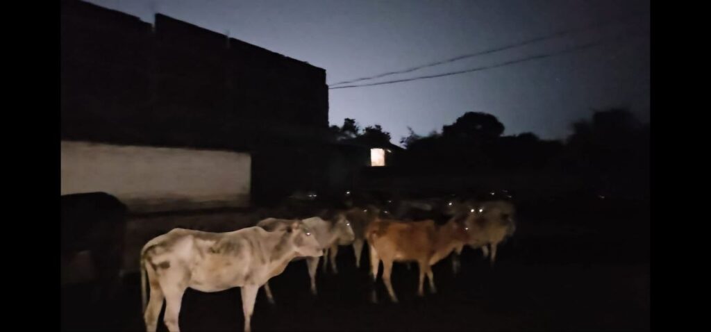 cattle smuggling in durg