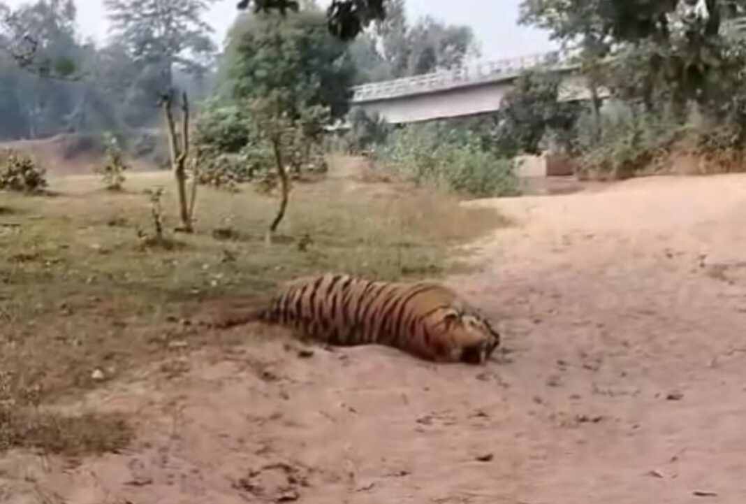 Tiger died case