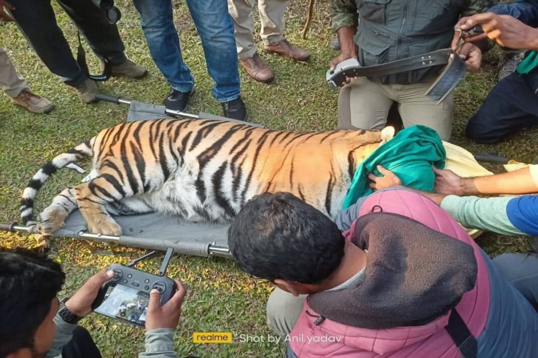 Tiger rescue